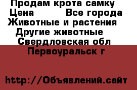 Продам крота самку › Цена ­ 200 - Все города Животные и растения » Другие животные   . Свердловская обл.,Первоуральск г.